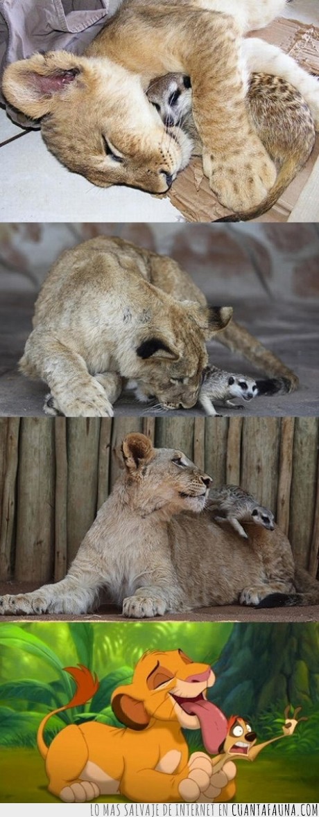 timón y pumba,disney,suricata,animales,león